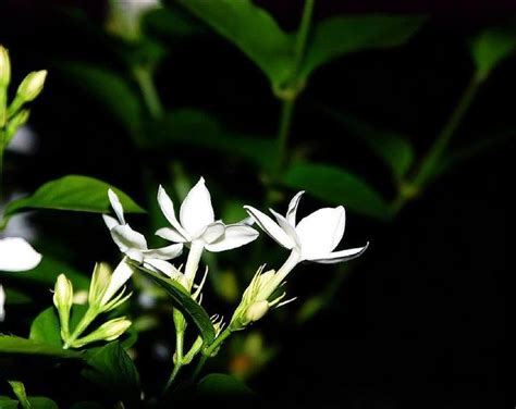 茉莉花招陰|從風水角度考慮茉莉花的養殖方法 